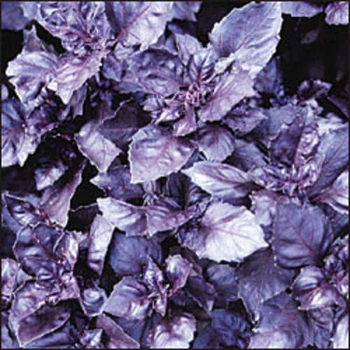 Dark Opal Basil Ocimum Basilicum Purple Ruffles Herb Flower Seeds heirloom non-gmo organic garden seeds