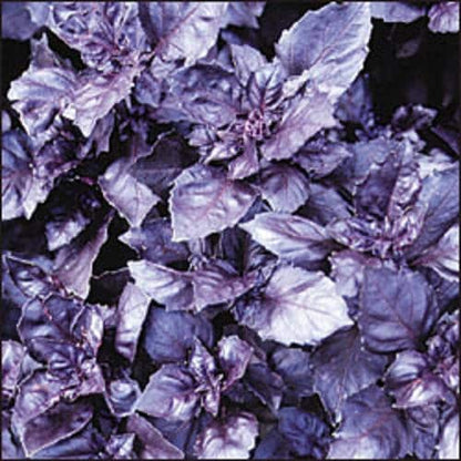Dark Opal Basil Ocimum Basilicum Purple Ruffles Herb Flower Seeds heirloom non-gmo organic garden seeds