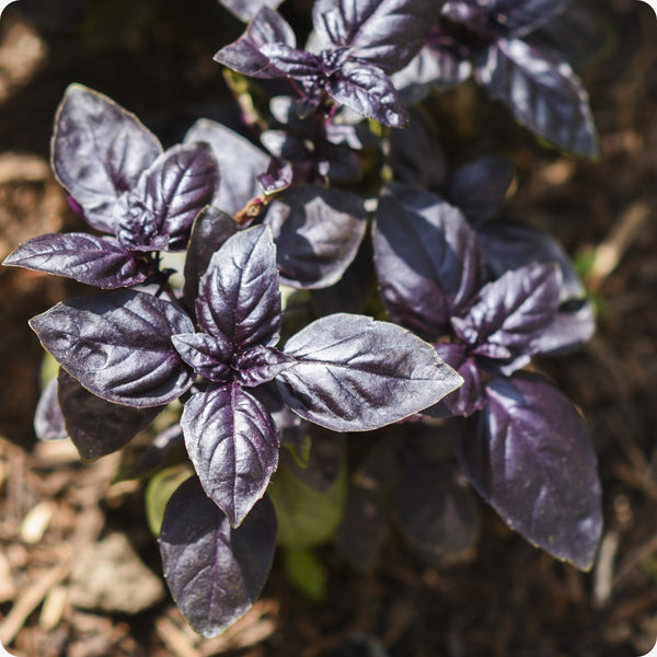 Dark Purple Opal Basil Ocimum Basilicum 'Dark Opal' Seeds heirloom non-gmo organic garden seeds