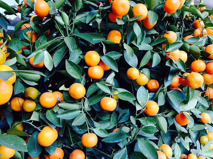 Dark Orange Fruit Seeds for Planting