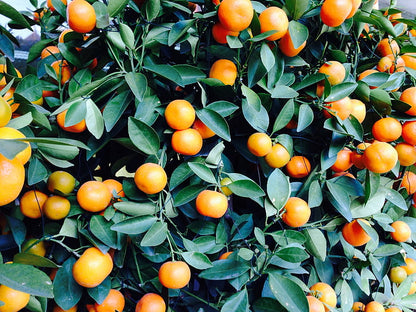 Dark Orange Fruit Seeds for Planting