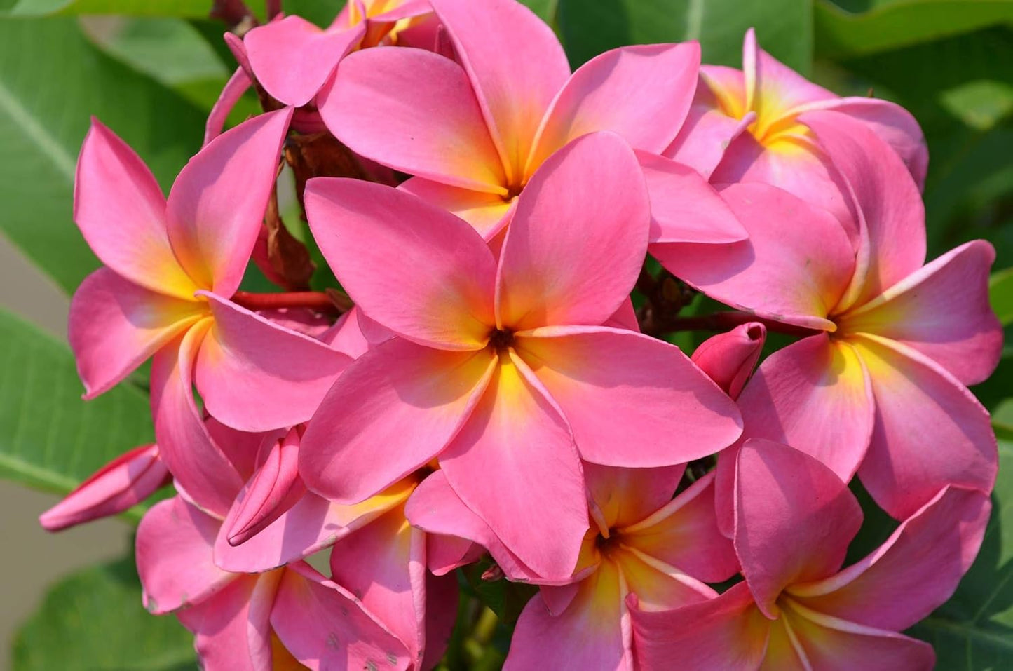 Dark Pink Frangipani Seeds for Planting  Tropical Flowering Plant