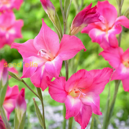 Dark Pink Gladiolus Flower Seeds  Perfect For Summer Planting