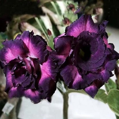 Dark Purple Adenium Obesum Seeds for Planting