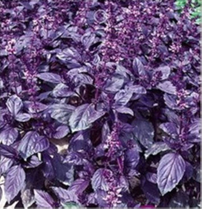 Dark Purple Basil Seeds for Aromatic and Flavorful Garden Herbs