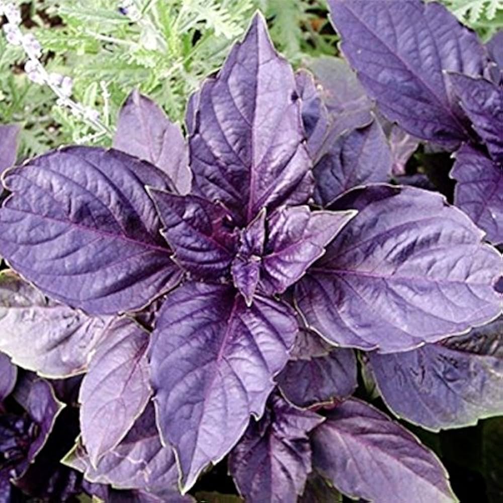 Dark Purple Basil Seeds For Aromatic And Flavorful Garden Herbs heirloom non-gmo organic garden seeds
