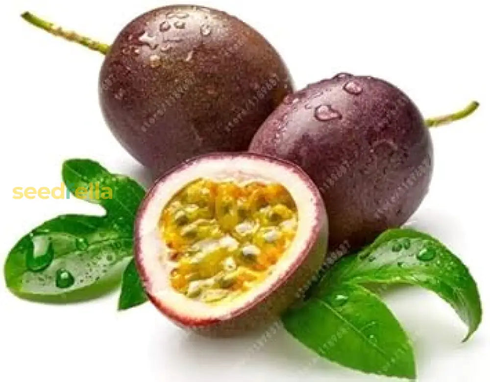 Plant Dark Purple Passion Fruit Seeds Premium Seeds For Gardening heirloom non-gmo organic garden seeds