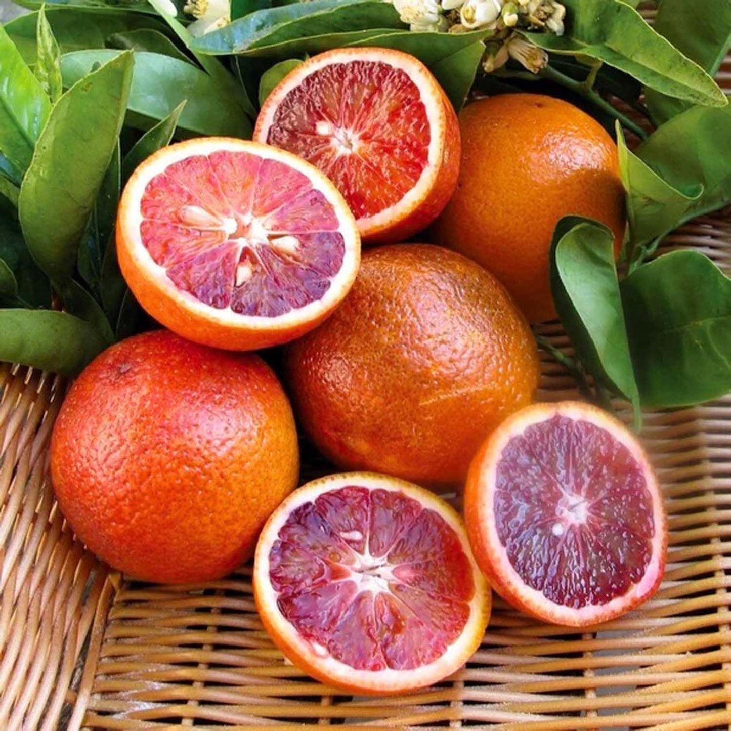 Red Lemon Fruit Seeds for Planting - Dark Red Variety for Your Garden