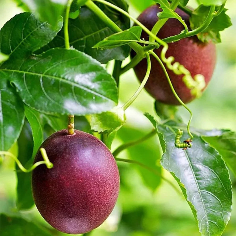 Passiflora Fruit Seeds For Planting Dark Red Enjoy The Exotic Dark Red Passiflora Fruits heirloom non-gmo organic garden seeds