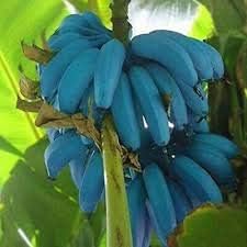 Plant Banana Dark Violet Seeds For Vibrant Growth heirloom non-gmo organic garden seeds