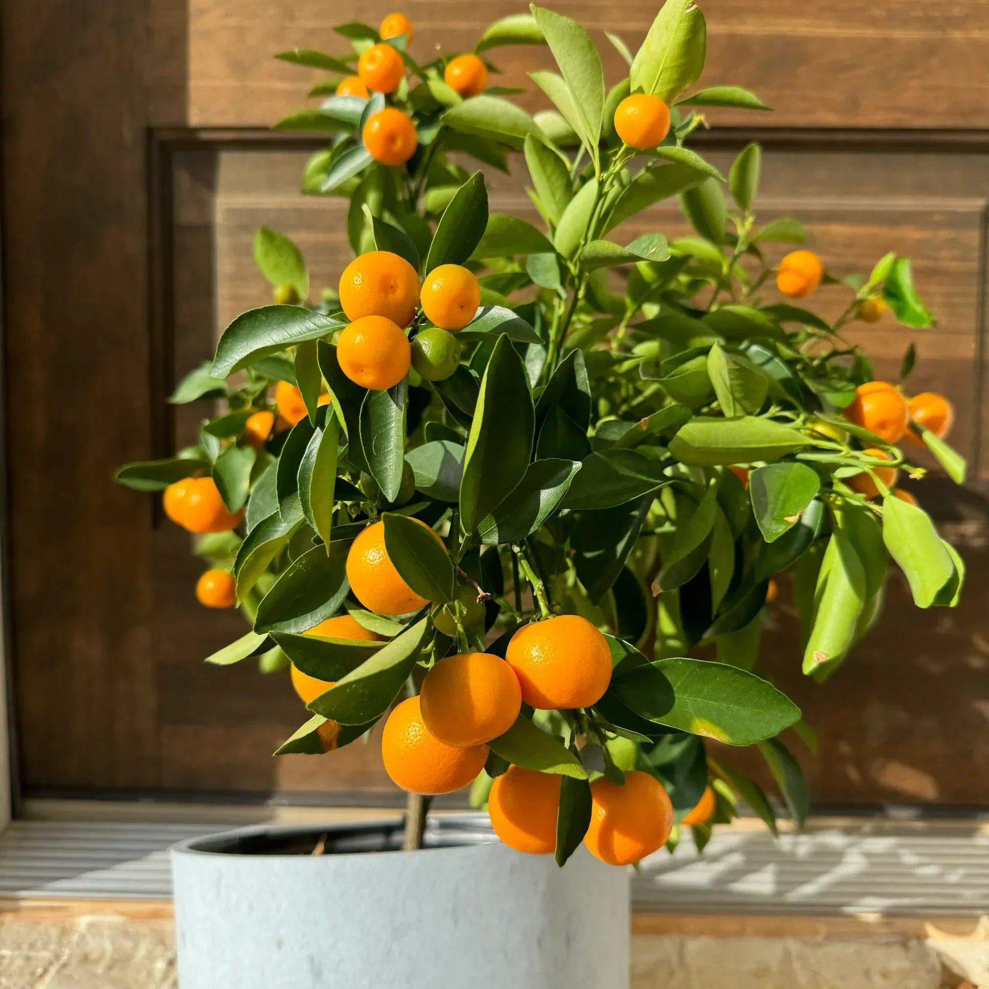 Dark Yellow Orange Fruit Seeds For Planting heirloom non-gmo organic garden seeds