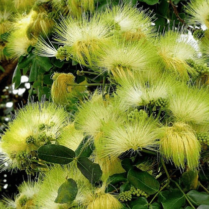 Semillas de la planta Albizia Lebbeck
