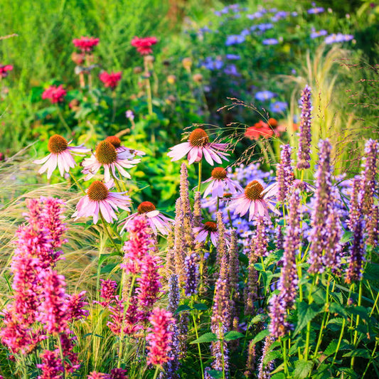 Summer Flower seeds for Planting - Bright Blooms, Heirloom & GMO Free Seeds for Home Garden