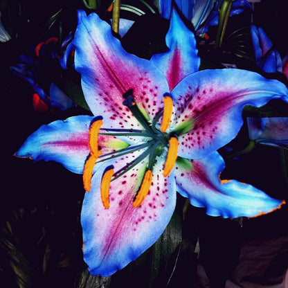 blue stargazer lily tiger lily Blue Lily Flower Seeds for Planting – Heirloom, Non-GMO, Easy to Grow, – Pure Asia Seeds