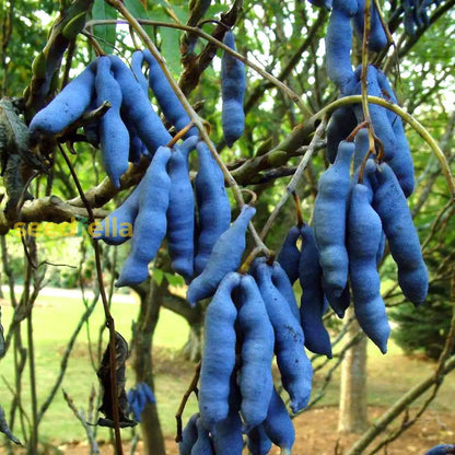 Blue Sausage Fruit Seeds for Planting Premium Quality