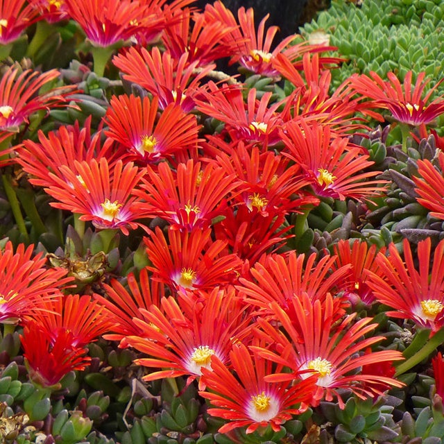 Gelato Bright Red Ice Plant (Delosperma) Seeds – Heirloom, Non-GMO, Drought-Tolerant, Perennial