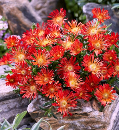黄色と赤の氷の花の種まき用 - 鮮やかな一年草の花