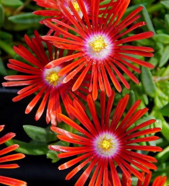 黄色と赤の氷の花の種まき用 - 鮮やかな一年草の花