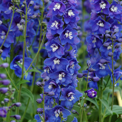 Delphinium Flower Seeds