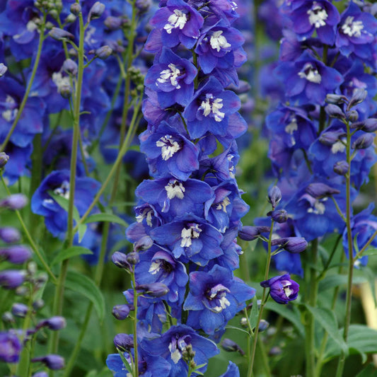 Delphinium Flower Seeds