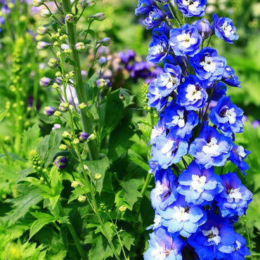 Blue Delphinium Flower Seeds (Candle Larkspur)