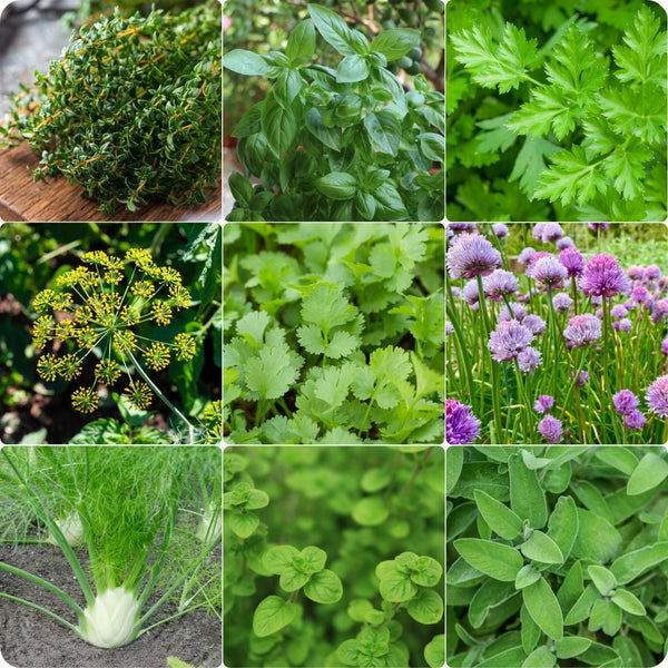 Your Deluxe Herb Garden heirloom non-gmo organic garden seeds