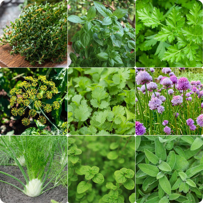 Your Deluxe Herb Garden heirloom non-gmo organic garden seeds