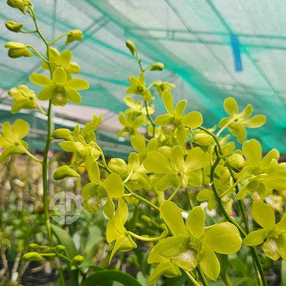 Light Yellow Dendrobium Flower seeds for Planting - Shade Tolerant, Heirloom & GMO Free Seeds for Home Garden