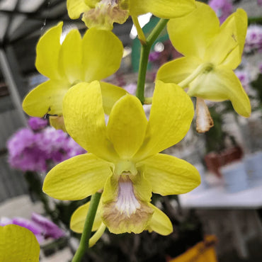 Light Yellow Dendrobium Flower seeds for Planting - Shade Tolerant, Heirloom & GMO Free Seeds for Home Garden