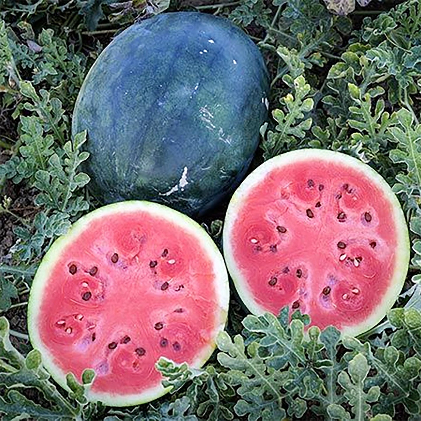 Densuke Watermelon Seeds For Planting Citrullus Lanatus Edible Garden Summer Patch heirloom non-gmo organic garden seeds