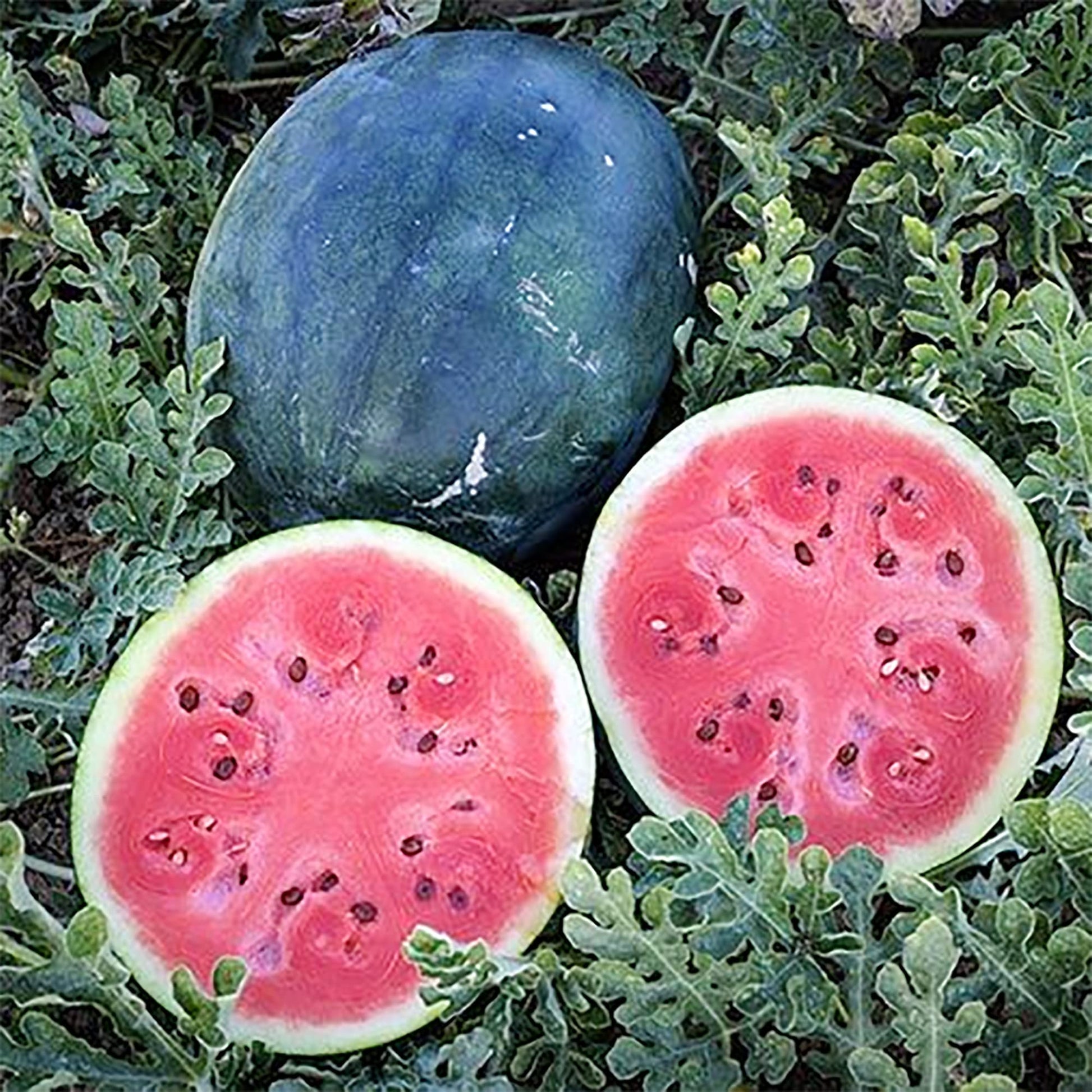 Densuke Watermelon Seeds For Planting Citrullus Lanatus Edible Garden Summer Patch heirloom non-gmo organic garden seeds