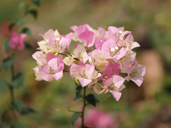 Light Pink Bougainvillea Flower Seeds