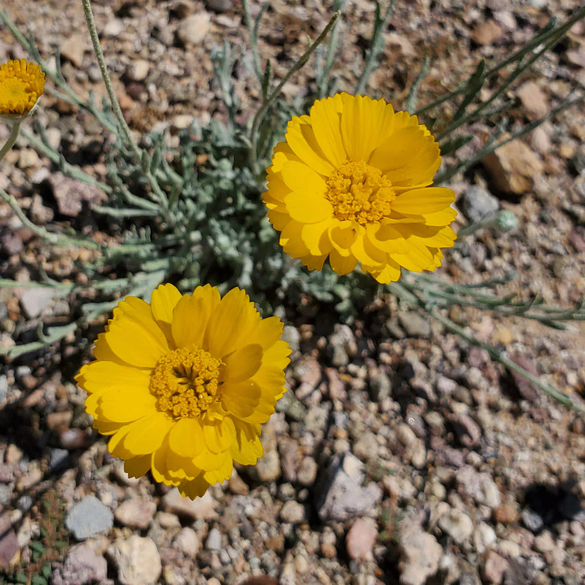 Desert  Flower Marigold Seeds