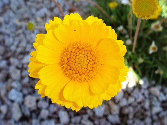 Yellow Desert Marigold Baileya Multiradiata Showy Drought Tolerant Paper Daisy Flower Herb Seeds heirloom non-gmo organic garden seeds