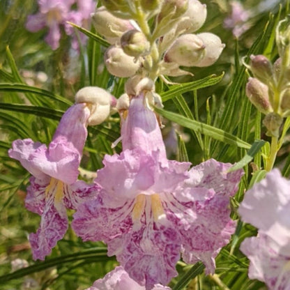 planting desert willow seeds Desert Willow Flower Seeds for Planting – Heirloom, Non-GMO, Drought-T – Pure Asia Seeds