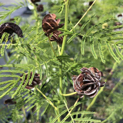 Illinois Bundleflower Seeds