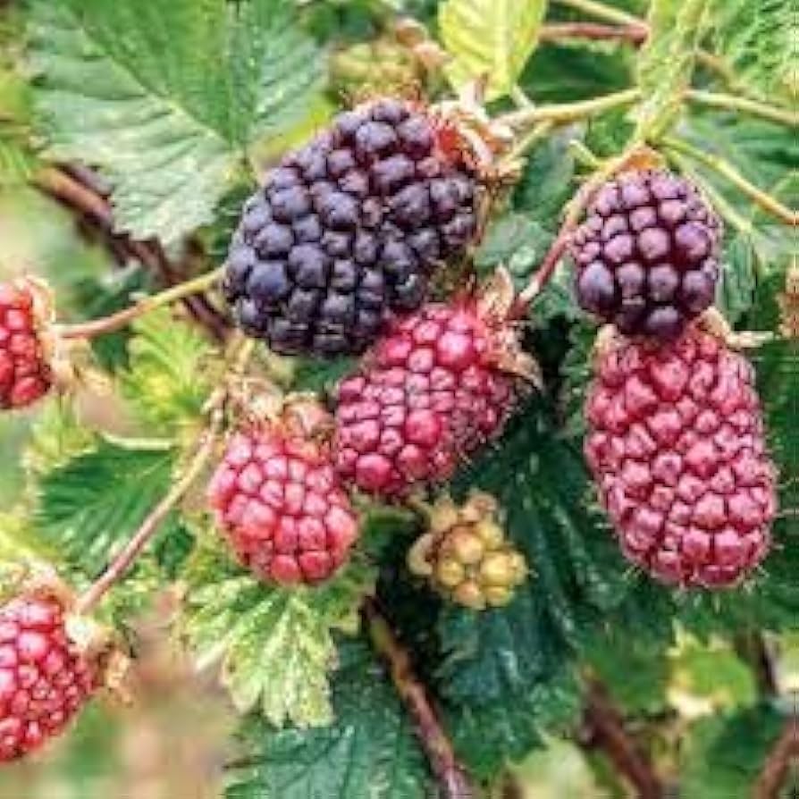 Dewberry Rubus Caesius Plant Seeds For Planting In Home Garden And Orchard heirloom non-gmo organic garden seeds
