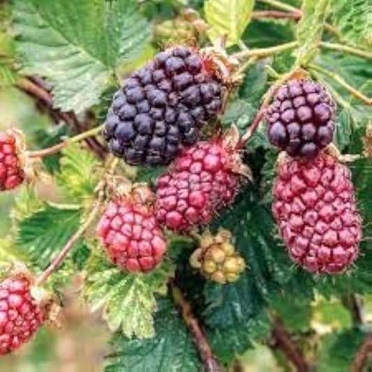 Dewberry Rubus Caesius Plant Seeds For Planting In Home Garden And Orchard heirloom non-gmo organic garden seeds