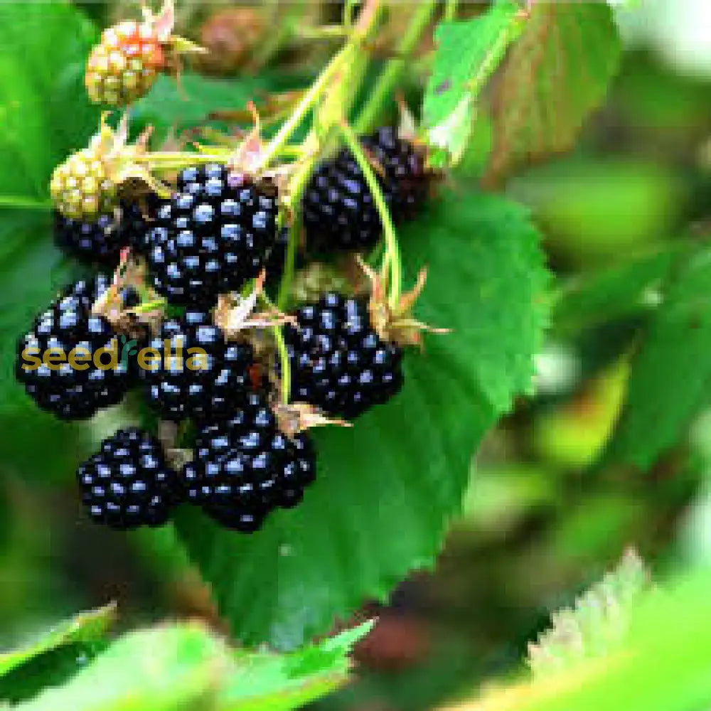 Dewberry Fruit Seeds For Planting Grow Juicy Berries At Home heirloom non-gmo organic garden seeds