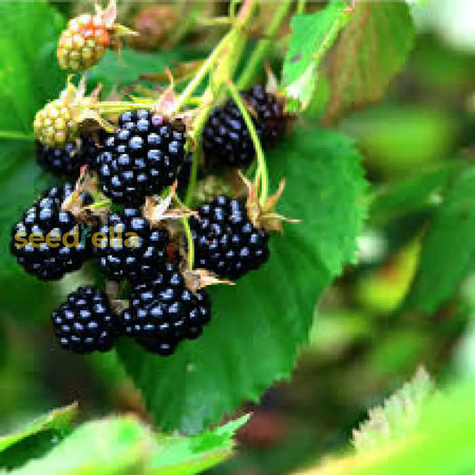 Dewberry Fruit Seeds For Planting Grow Juicy Berries At Home heirloom non-gmo organic garden seeds