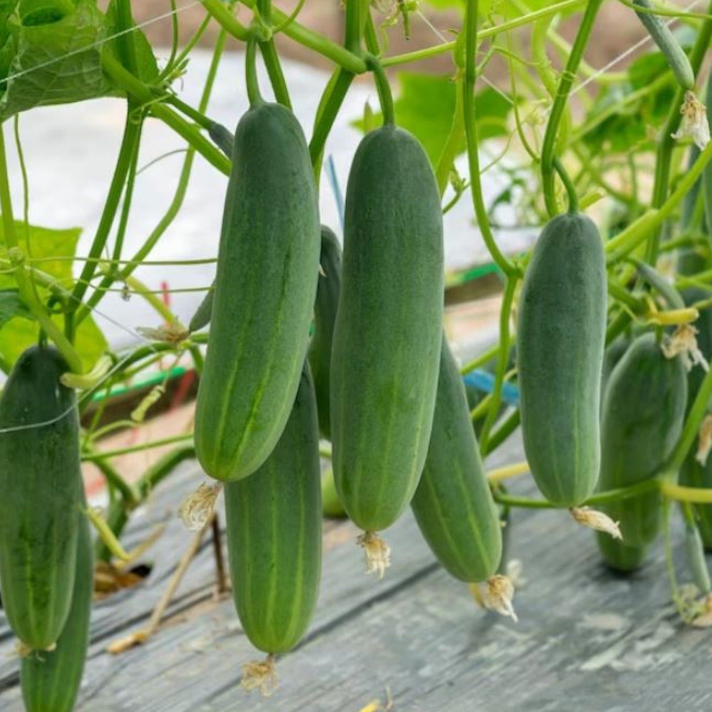 Organic Heirloom Cucumber Seeds for Planting – Non-GMO, Crisp, Juicy, Easy to Grow