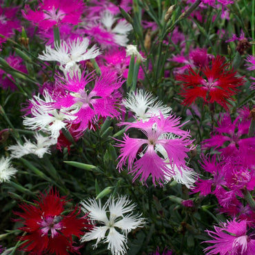 Dianthus Rainbow Loveliness Flower Seeds