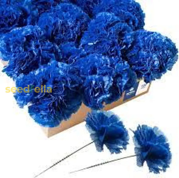 dianthus-caryophyllus-seeds-