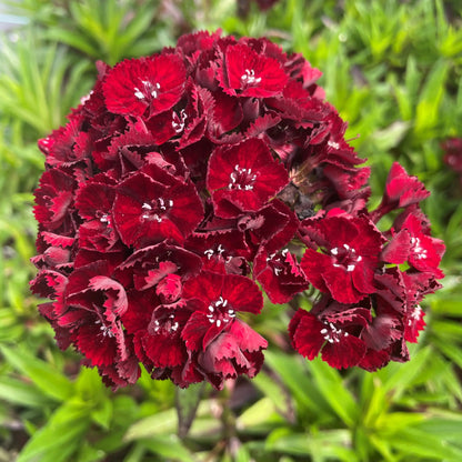 Dianthus Maroon Flower Seeds for Planting Vibrant Garden Blooms
