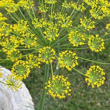 Dill Seeds For Planting: Aromatic Herb For Your Garden heirloom non-gmo organic garden seeds