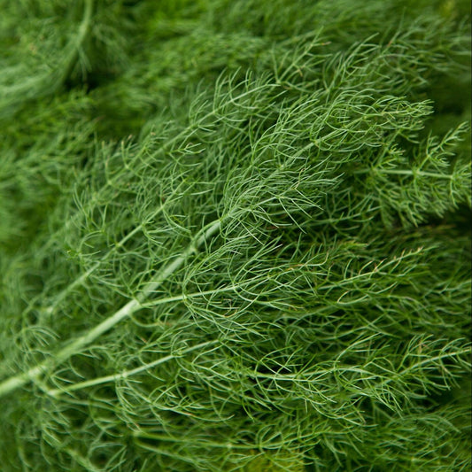Dill Herb Seeds
