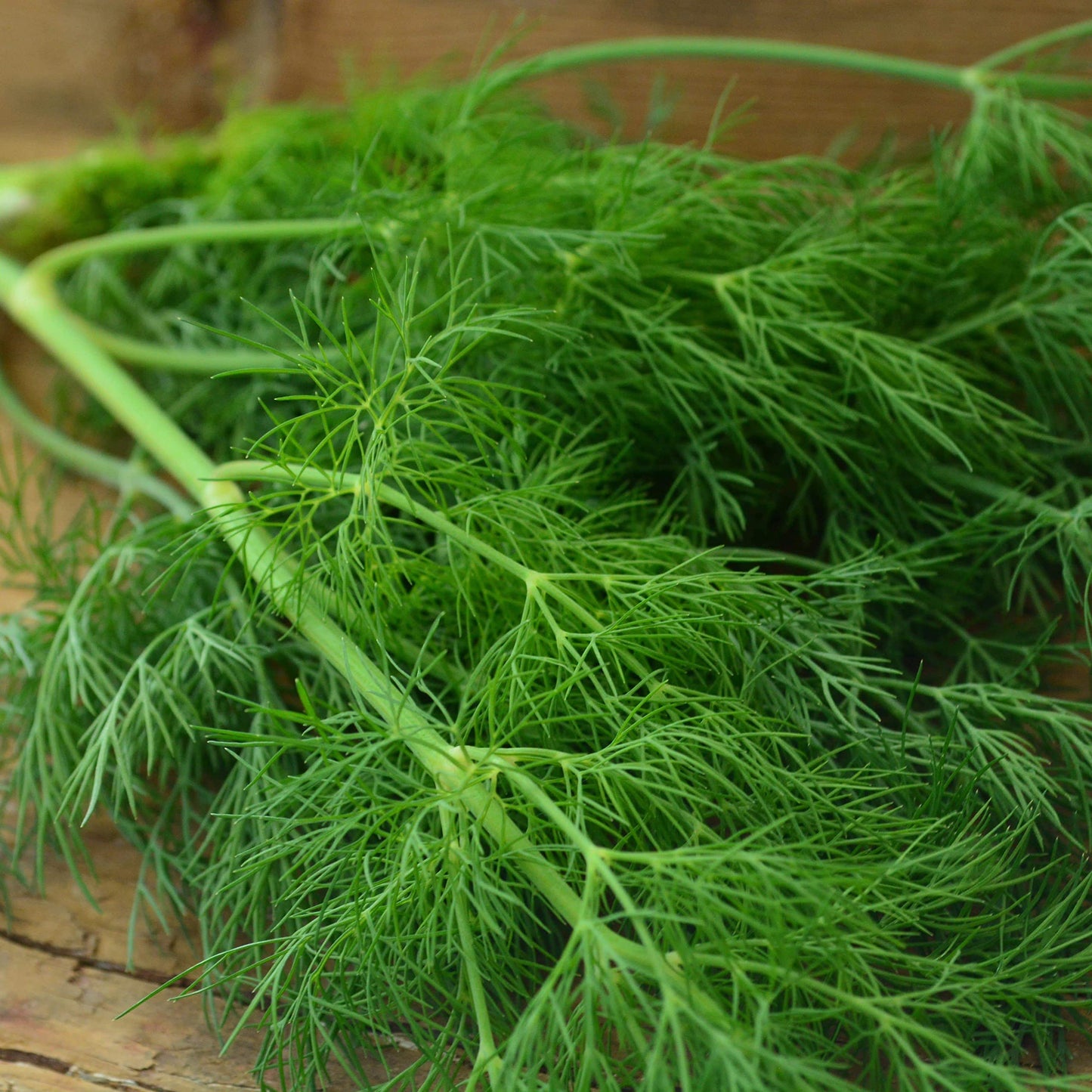 Dukat Dill (Anethum graveolens) Sweet Heirloom European Herb and Vegetable Seeds