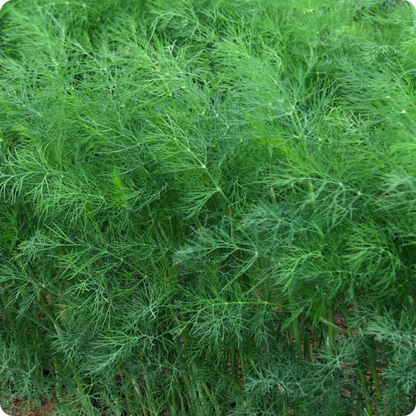 Dill Seeds Fernleaf Anethum Graveolens heirloom non-gmo organic garden seeds