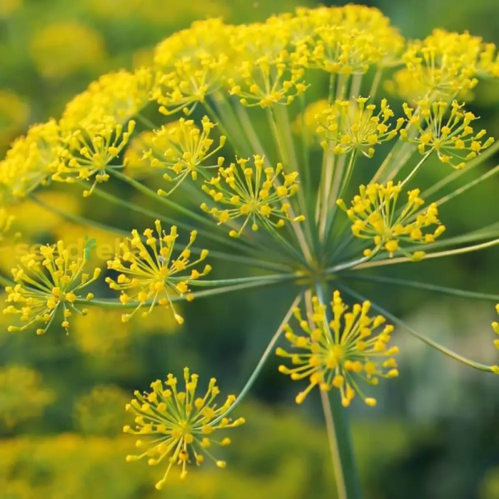 Yellow Dill Mammoth Seeds: Perfect for Planting & Gardening