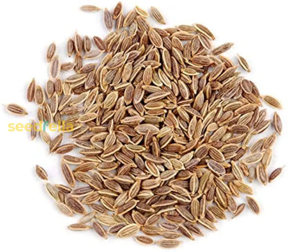 Brown Dill Seeds for Planting - Premium Dill Grain Plant Seeds